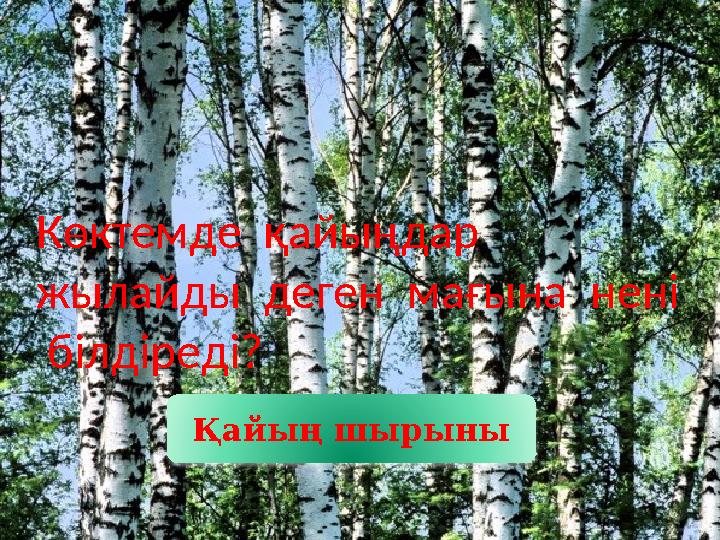 Көктемде қайыңдар жылайды деген мағына нені білдіреді? Қайың шырыны