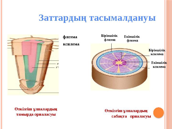 Флоэма и Ксилема рисунок ЕГЭ. Ксилема и флоэма. Флоэма березы. Дает начало флоэме и ксилеме.