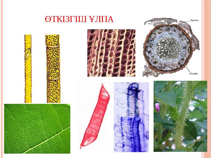 Ұлпа 7 сынып. Эпителий. Ұлпалар. Биология ұлпалар тұрлері. Түзуші ұлпа.