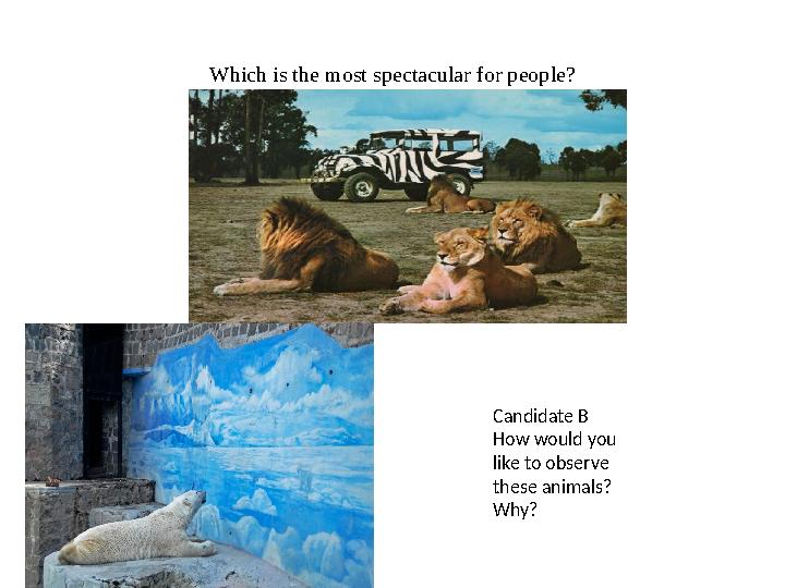 Which is the most spectacular for people? Candidate B How would you like to observe these animals? Why?