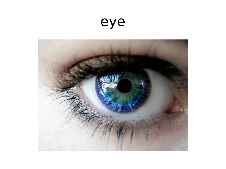 eye