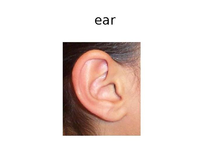 ear