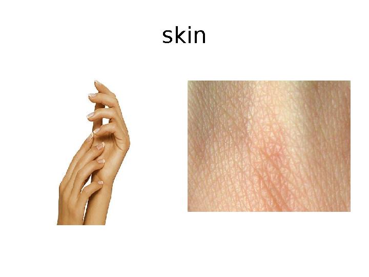 skin