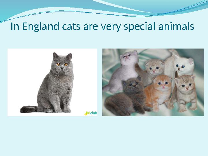 In England cats are very special animals