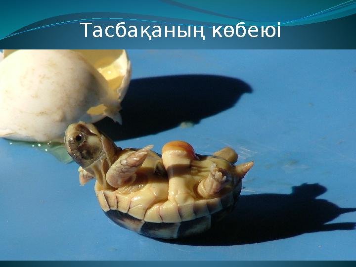 Тасбақаның көбеюі