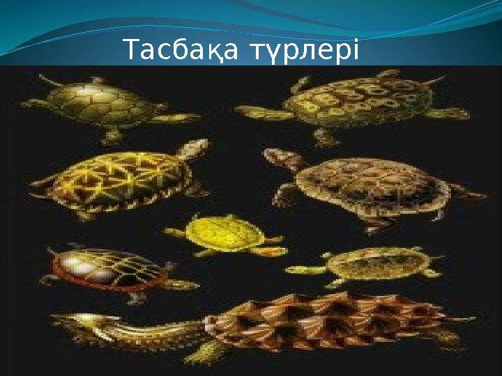 Тасбақа түрлері