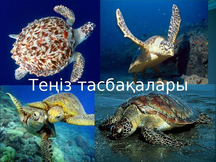 Теңіз тасбақалары