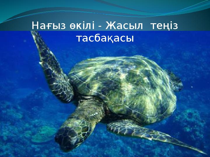 Нағыз өкілі - Жасыл теңіз тасбақасы