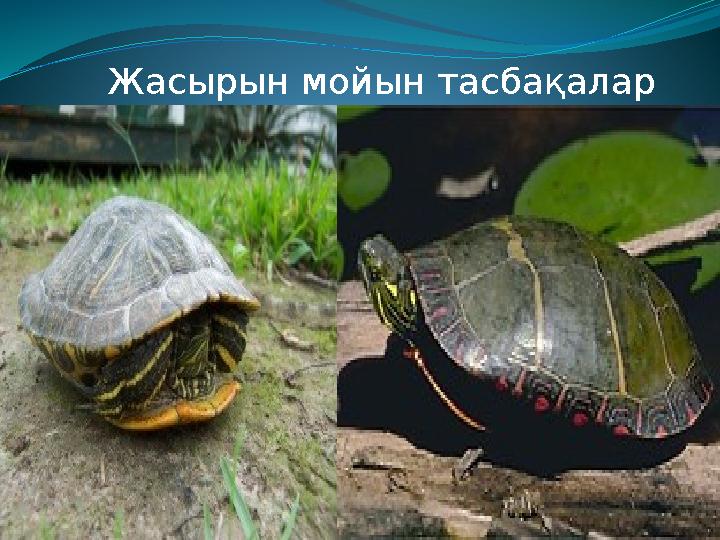 Жасырын мойын тасбақалар