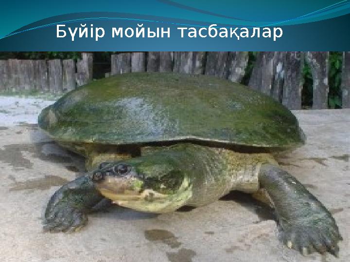 Бүйір мойын тасбақалар