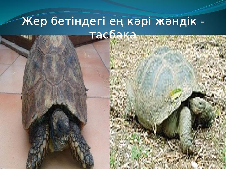 Жер бетіндегі ең кәрі жәндік - тасбақа