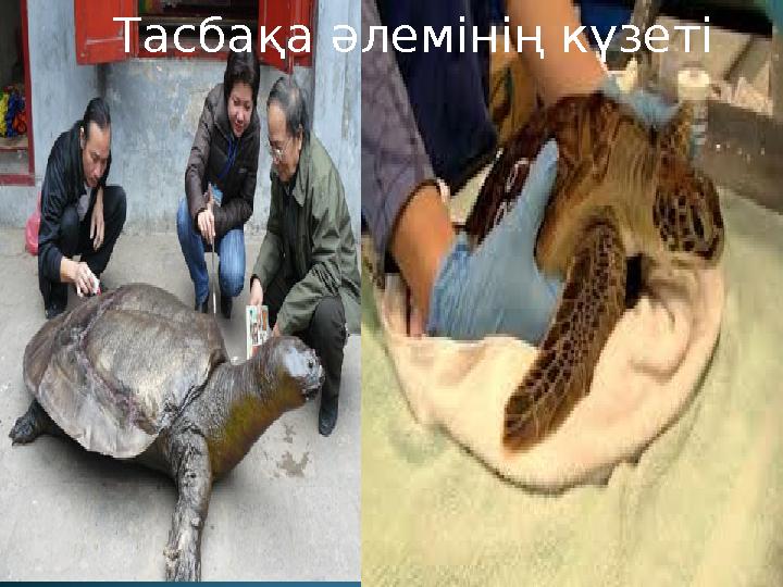 Тасбақа әлемінің күзеті