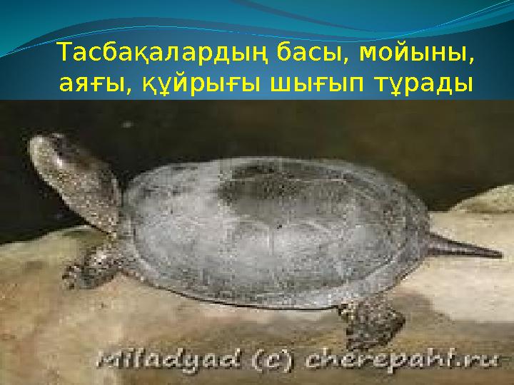 Тасбақалардың басы, мойыны, аяғы, құйрығы шығып тұрады