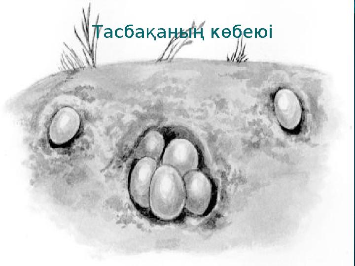 Тасбақаның көбеюі