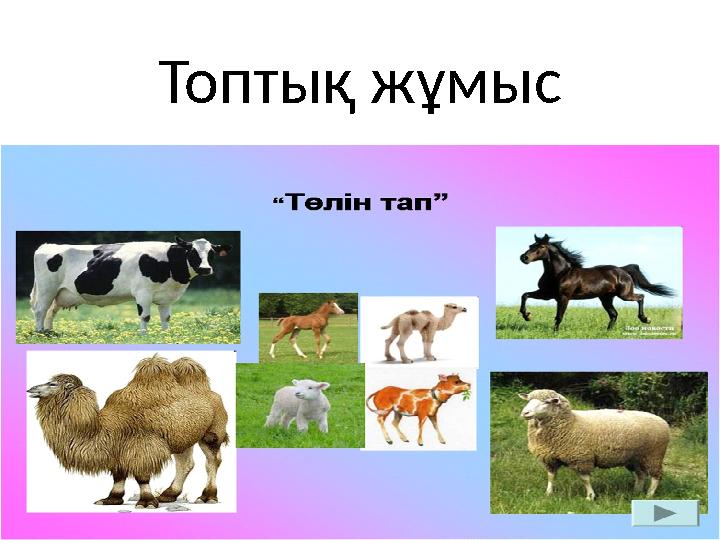 Топтық жұмыс