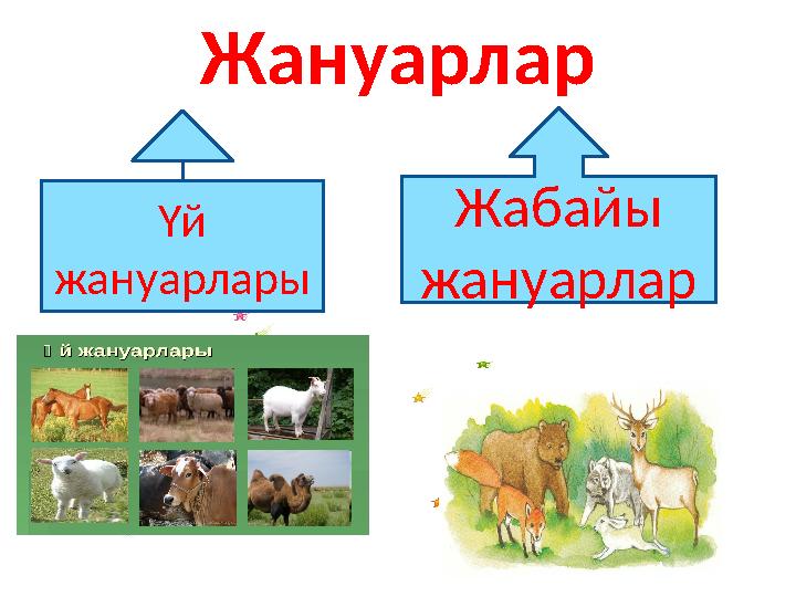 Жануарлар Үй жануарлары Жабайы жануарлар