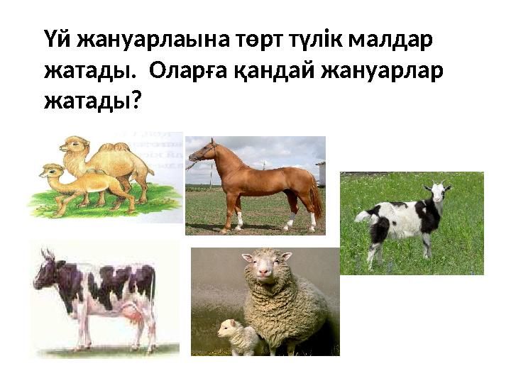 Үй жануарлаына төрт түлік малдар жатады. Оларға қандай жануарлар жатады?