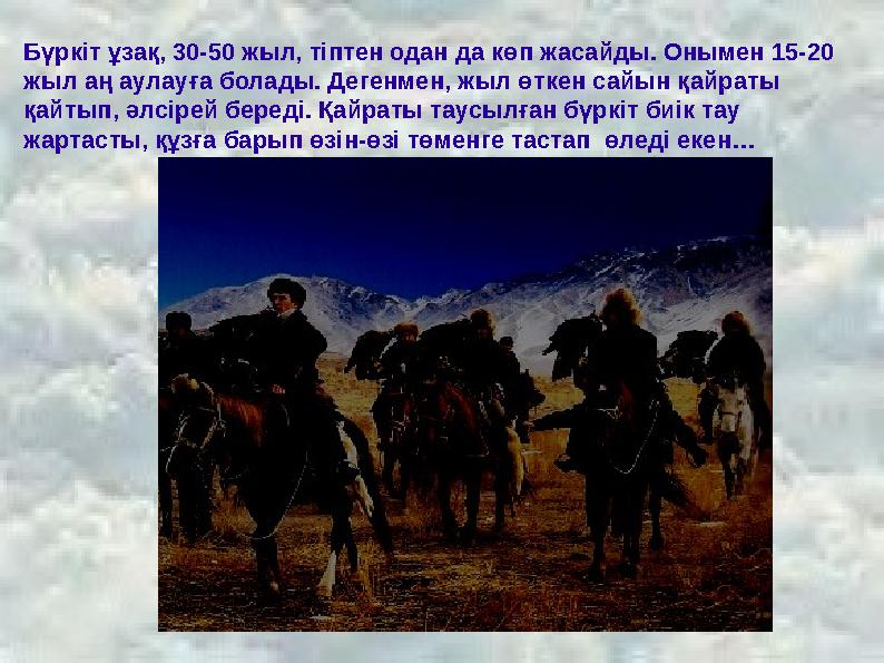 Бүркіт ұзақ, 30-50 жыл, тіптен одан да көп жасайды. Онымен 15-20 жыл аң аулауға болады. Дегенмен, жыл өткен сайын қайраты қайт
