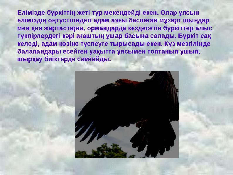 Елімізде бүркіттің жеті түр мекендейді екен. Олар ұясын еліміздің оңтүстігіндегі адам аяғы баспаған мұзарт шыңдар мен қия жарт