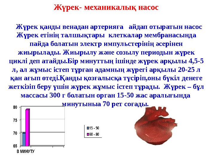 Жүрек- механикалық насос Жүрек қанды венадан артерияға айдап отыратын насос Жүрек етінің талшықтары клеткалар мембранасы