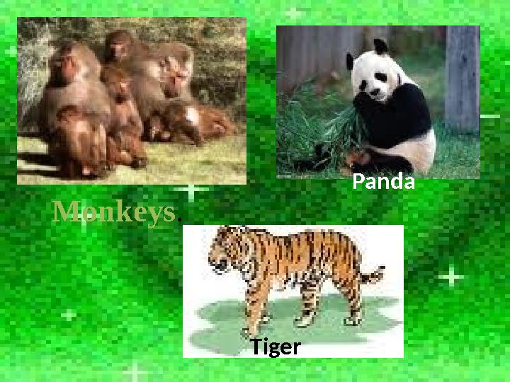 Tiger Panda Monkeys.