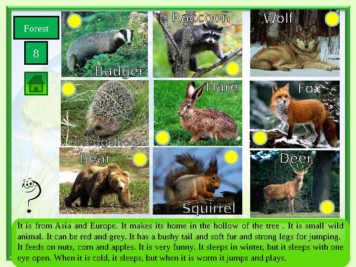 Forest 8 SquirrelBear Wolf Fox Deer Hare Hedgehog Badger Raccoon It is from Asia and Europe. It makes its home in