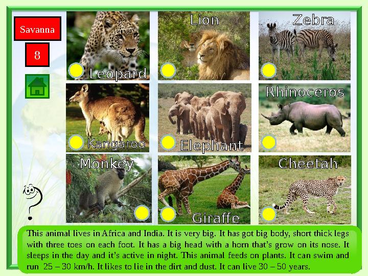 Savanna 8 This animal lives in Africa and India. It is very big. It has got big body, short thick legs with three toes o