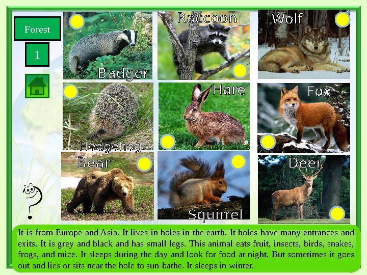 Forest 1 SquirrelBear Wolf Fox Deer Hare Hedgehog Badger Raccoon It is from Europe and Asia. It lives in holes in the earth