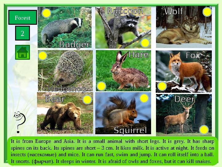 Forest 2 SquirrelBear Wolf Fox Deer Hare Hedgehog Badger Raccoon It is from Europe and Asia. It is a small animal