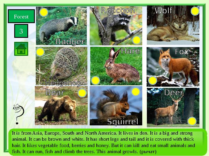 Forest 3 SquirrelBear Wolf Fox Deer Hare Hedgehog Badger Raccoon It is from Asia, Europe, South and North America. It lives
