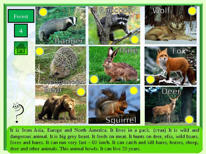 Forest 4 SquirrelBear Wolf Fox Deer Hare Hedgehog Badger Raccoon It is from Asia, Europe and North America. It liv