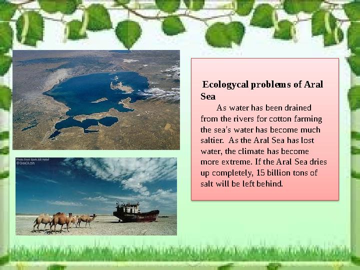 Ecologycal problems of Aral Sea As water has been drained from the rivers for cotton farming the sea ’ s water has