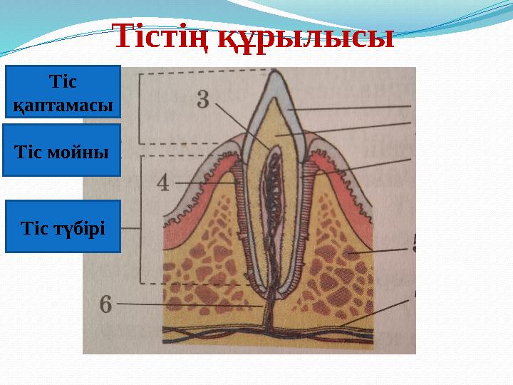 Тістің құрылысы Тіс қаптамасы Тіс мойны Тіс түбірі