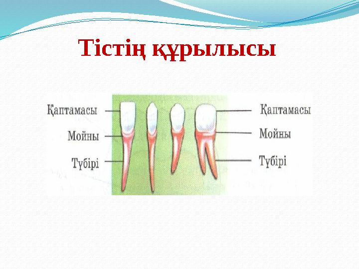 Тістің құрылысы