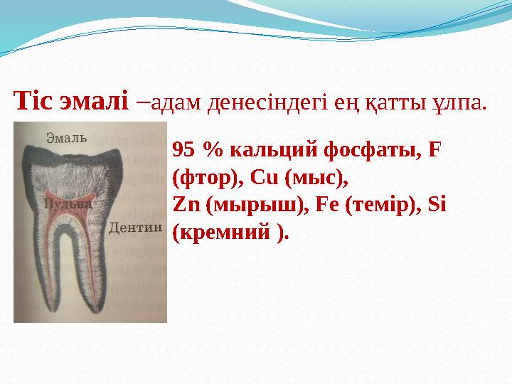 Тіс эмалі –адам денесіндегі ең қатты ұлпа. 95 % кальций фосфаты, F (фтор), Cu (мыс), Zn (мырыш), Fe (темір), Si (кремний ).