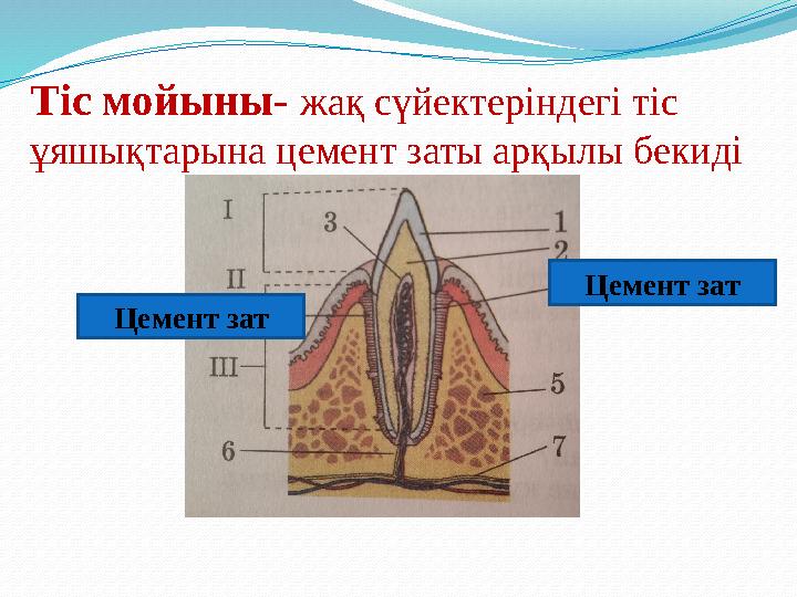 Тіс мойыны- жақ сүйектеріндегі тіс ұяшықтарына цемент заты арқылы бекиді Цемент зат Цемент зат