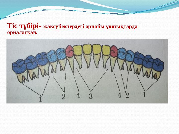Тіс түбірі- жақсүйектердегі арнайы ұяшықтарда орналасқан.