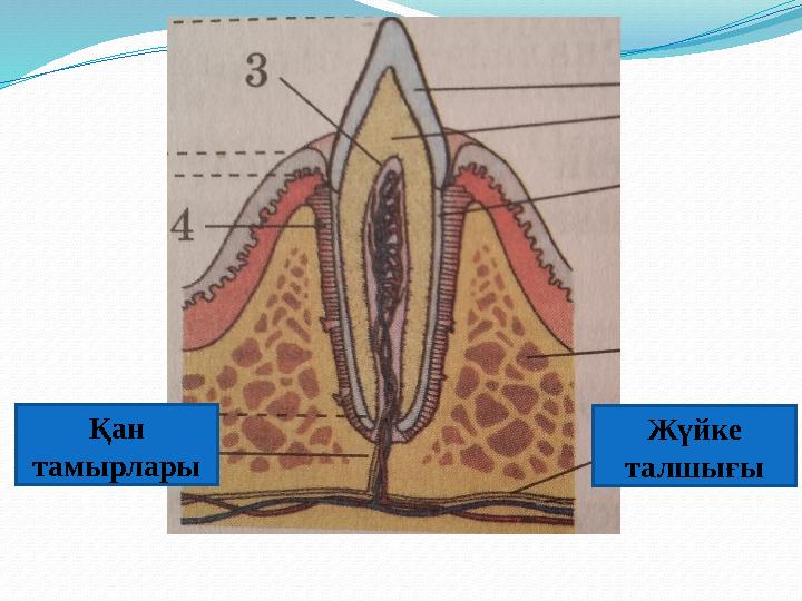 Қан тамырлары Жүйке талшығы