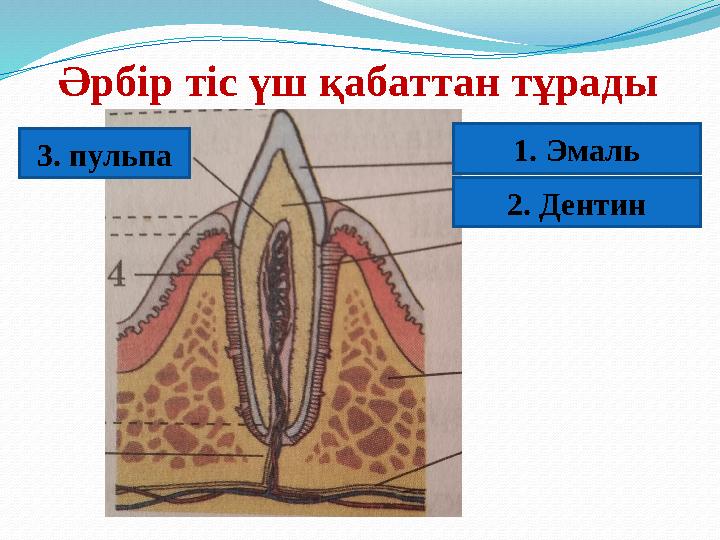 Әрбір тіс үш қабаттан тұрады 3. пульпа 1. Эмаль 2. Дентин