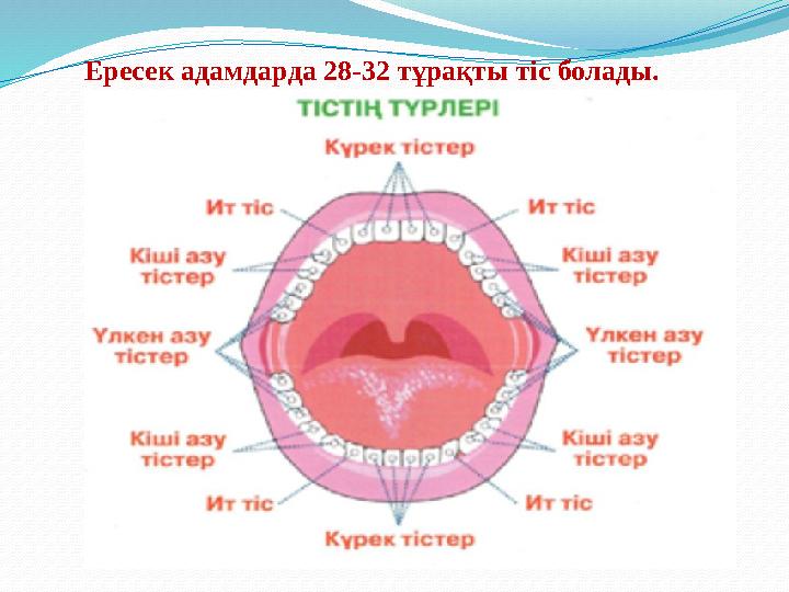 Ересек адамдарда 28-32 тұрақты тіс болады.