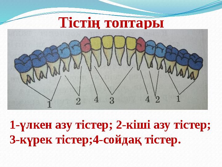 Тістің топтары 1-үлкен азу тістер; 2-кіші азу тістер; 3-күрек тістер;4-сойдақ тістер.