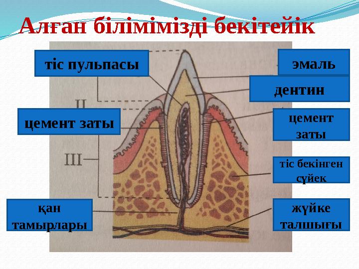 Алған білімімізді бекітейік эмаль дентин цемент заты цемент заты тіс бекінген сүйек тіс пульпасы қан тамырлары жүйке талшығы