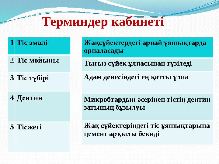 Терминдер кабинеті 1Тіс эмалі 2Тіс мойыны 3Тіс түбірі 4Дентин 5Тісжегі Жақсүйектердегі арнай ұяшықтарда орналасады Тығыз сүйек