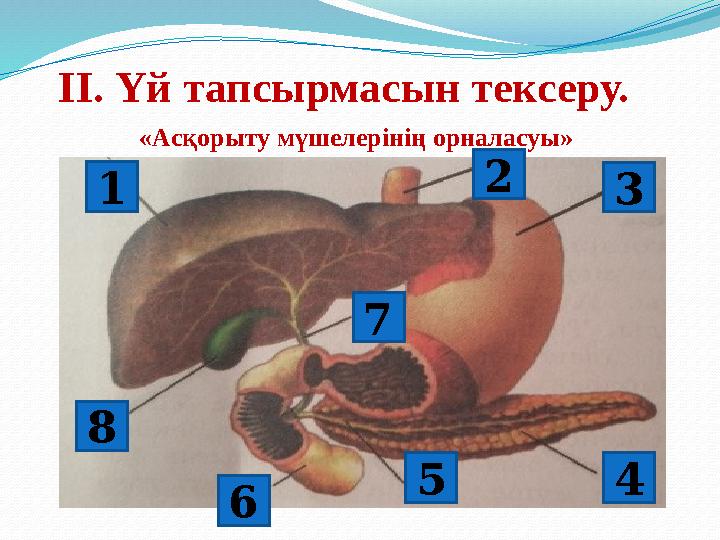 ІІ. Үй тапсырмасын тексеру. «Асқорыту мүшелерінің орналасуы» 1 2 3 45 6 7 8