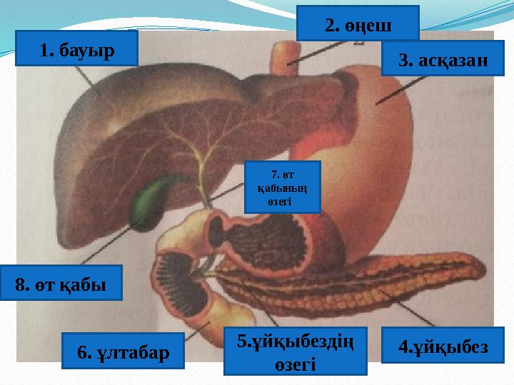1. бауыр 2. өңеш 3. асқазан 4.ұйқыбез 5.ұйқыбездің өзегі 6. ұлтабар 7. өт қабының өзегі 8. өт қабы