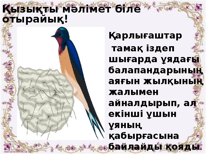 Қызықты мәлімет біле отырайық! Қарлығаштар тамақ іздеп шығарда ұядағы балапандарының аяғын жылқының жалымен айналдырып,