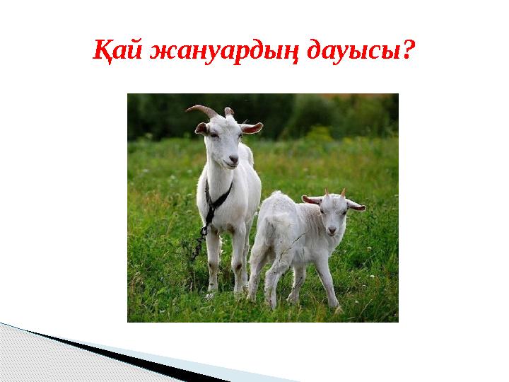 Қай жануардың дауысы?