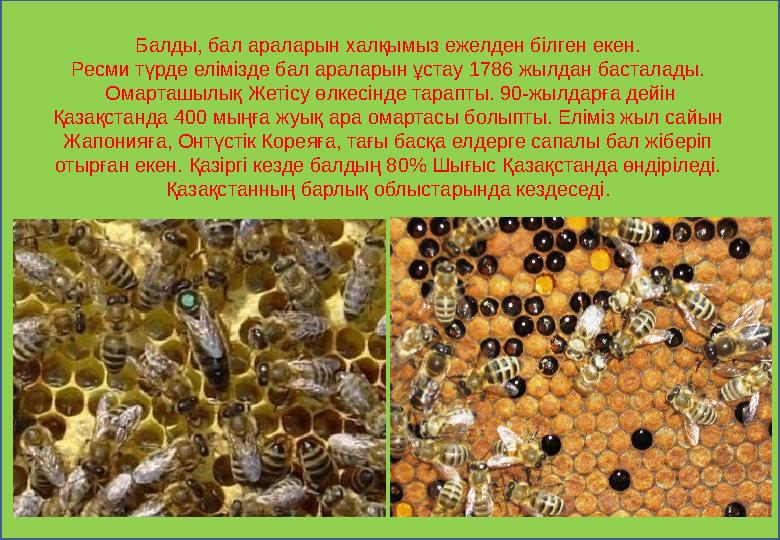 Балды, бал араларын халқымыз ежелден білген екен. Ресми түрде елімізде бал араларын ұстау 1786 жылдан басталады. Омарташылы