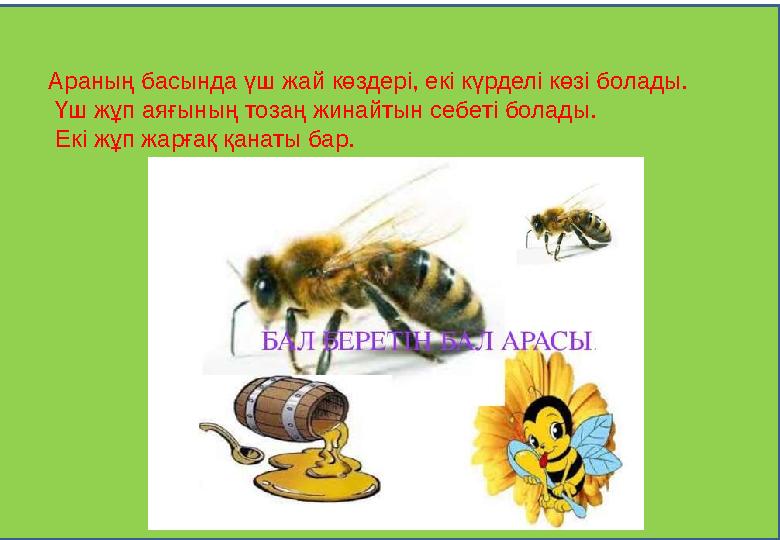 Араның басында үш жай көздері, екі күрделі көзі болады. Үш жұп аяғының тозаң жинайтын себеті болады. Екі жұп жарғақ қанаты б