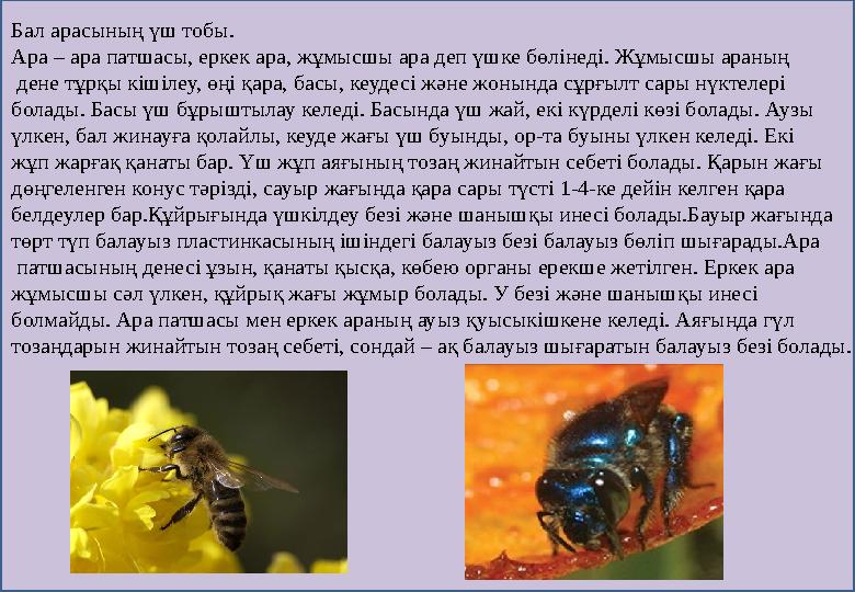Бал арасының үш тобы . Ара – ара патшасы, еркек ара, жұмысшы ара деп үшке бөлінеді. Жұмысшы араның дене тұрқы кішілеу, өңі қар